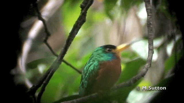 Blauhals-Glanzvogel - ML201074451