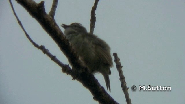 Helmeted Pygmy-Tyrant - ML201074461