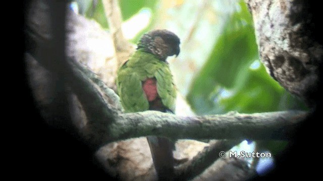 Conure de Hellmayr (lucida) - ML201074471