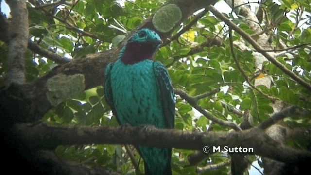 Cotinga Celeste - ML201074511