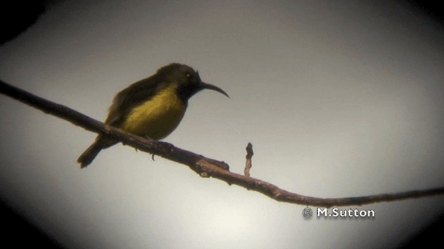 Apricot-breasted Sunbird - ML201074531