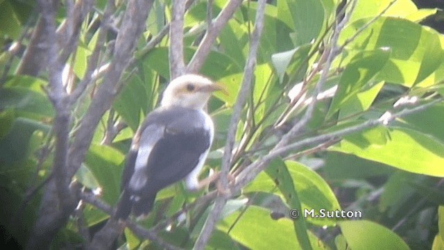 Black-winged Myna (Gray-rumped) - ML201074551