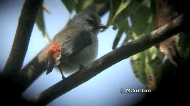 Blood-breasted Flowerpecker (Sumba) - ML201074571