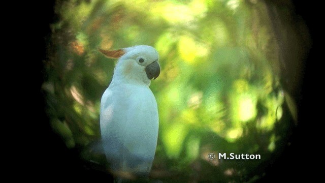 Citron-crested Cockatoo - ML201074581