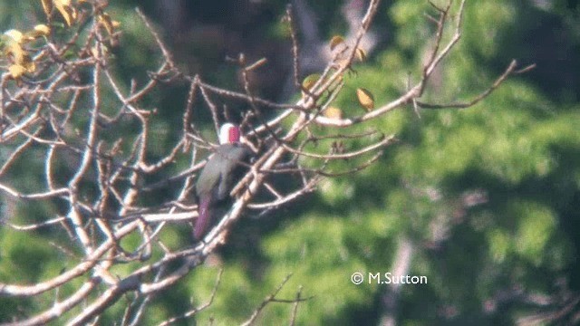 Red-naped Fruit-Dove - ML201074611