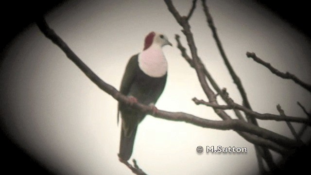 Red-naped Fruit-Dove - ML201074621