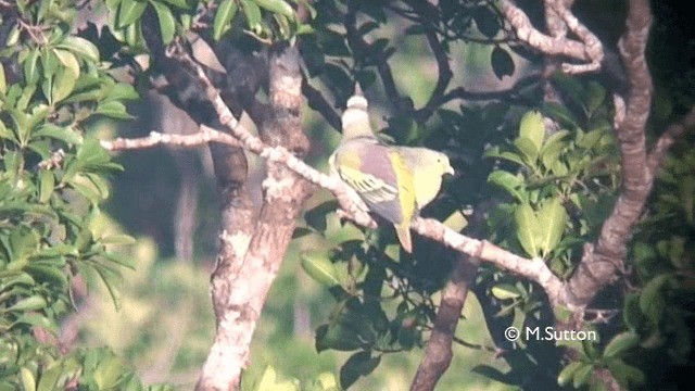 Sumba Green-Pigeon - ML201074671