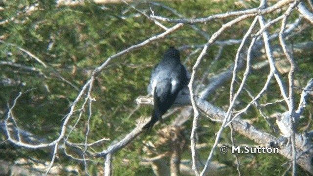 カンムリアマツバメ - ML201074801