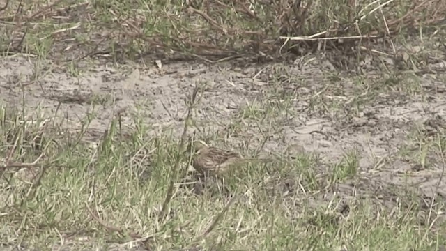 Lark-like Brushrunner - ML201074981