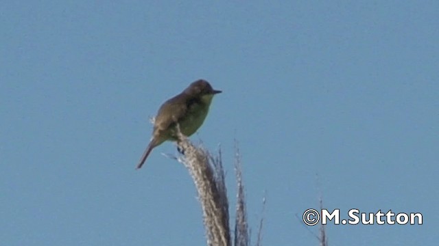 Warbling Doradito - ML201075031