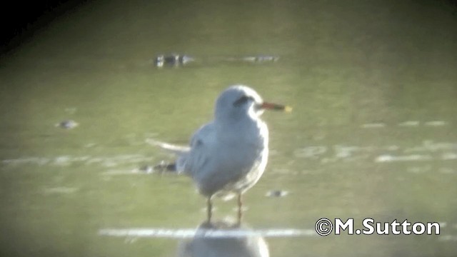 Snowy-crowned Tern - ML201075041