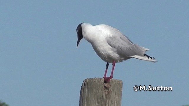 Brown-hooded Gull - ML201075051