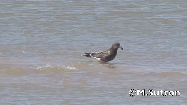 Olrog's Gull - ML201075061