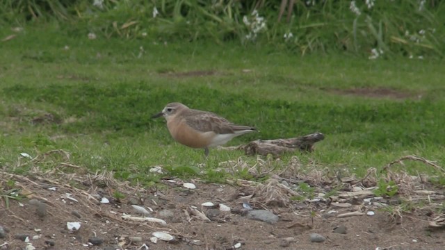 Маорийский зуёк (aquilonius) - ML201075091