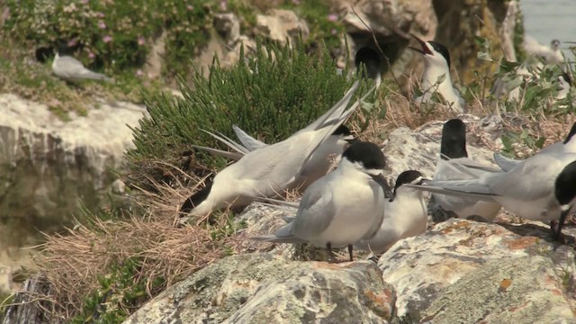 White-fronted Tern - ML201075321