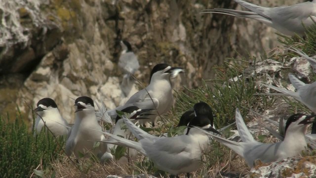 White-fronted Tern - ML201075351