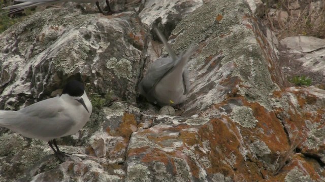 White-fronted Tern - ML201075361