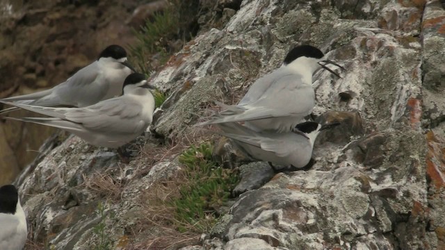 White-fronted Tern - ML201075371