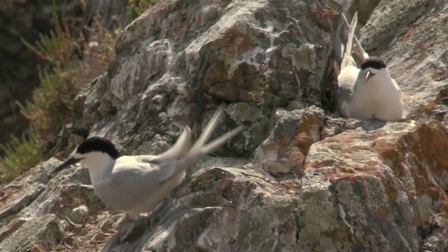 White-fronted Tern - ML201075391