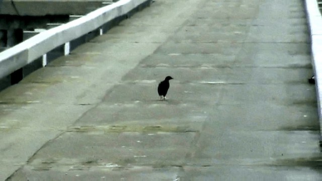 Pigeon Guillemot (columba Group) - ML201075471