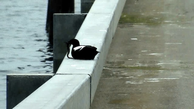 Pigeon Guillemot (columba Group) - ML201075481