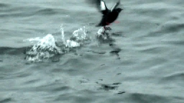 Pigeon Guillemot (columba Group) - ML201075491