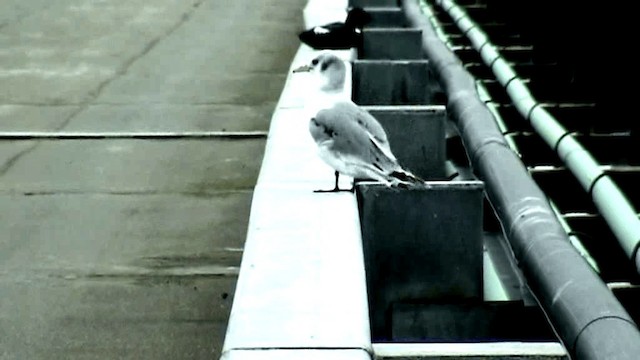 Black-legged Kittiwake (pollicaris) - ML201075511