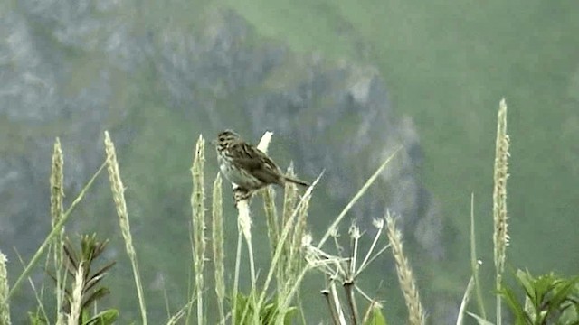 Savannah Sparrow (Savannah) - ML201075541