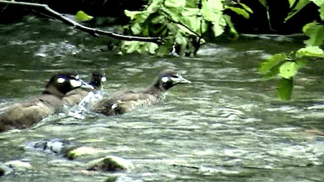 Harlequin Duck - ML201075781