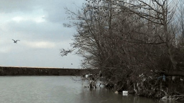 Black-crowned Night Heron (Eurasian) - ML201075791