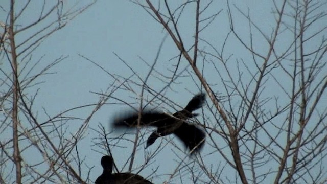 Pygmy Cormorant - ML201075821