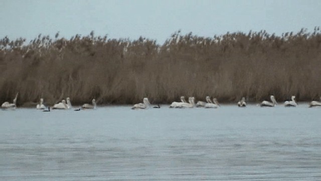 Борцгор хотон - ML201075831