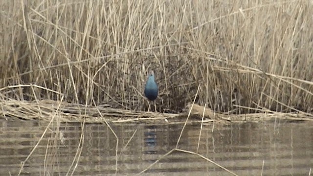 Gray-headed Swamphen - ML201075841