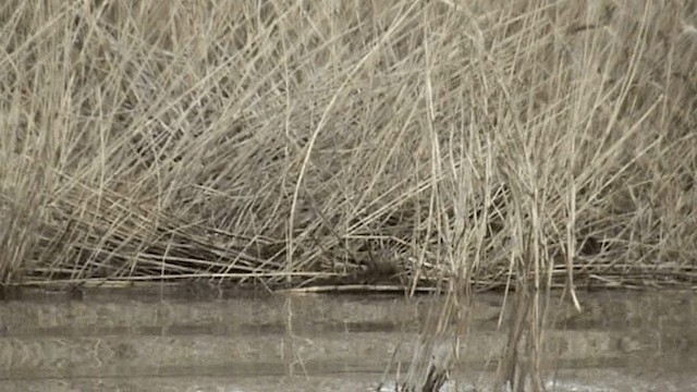 Gray-headed Swamphen - ML201075851