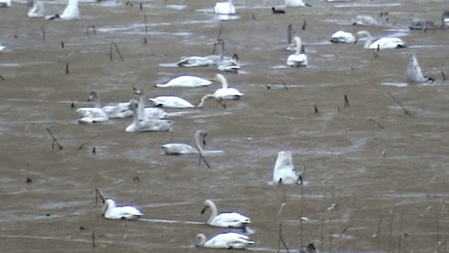 Гангар хун - ML201075861