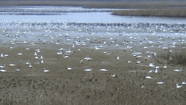 Гангар хун - ML201075871