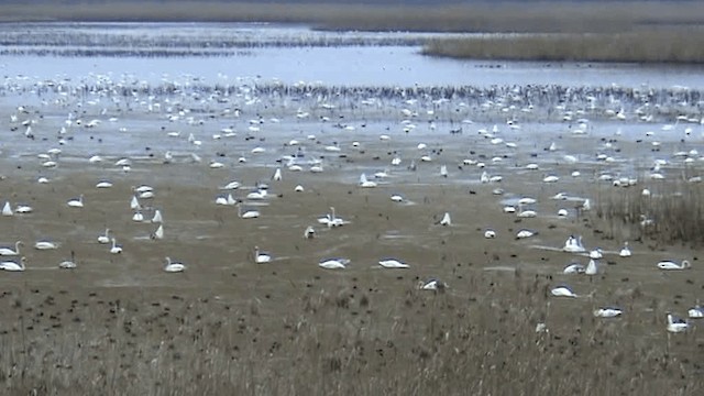 Whooper Swan - ML201075871