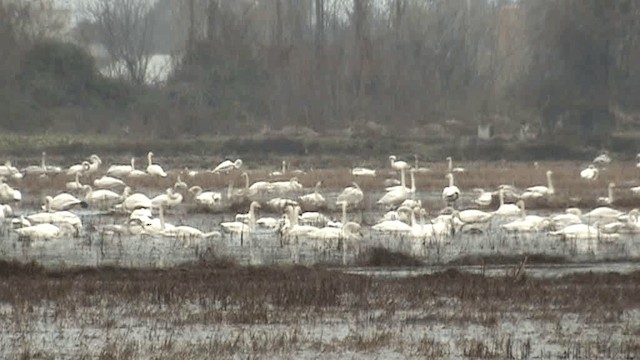 Whooper Swan - ML201075881