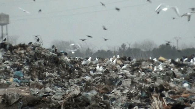 Caspian Gull - ML201075891