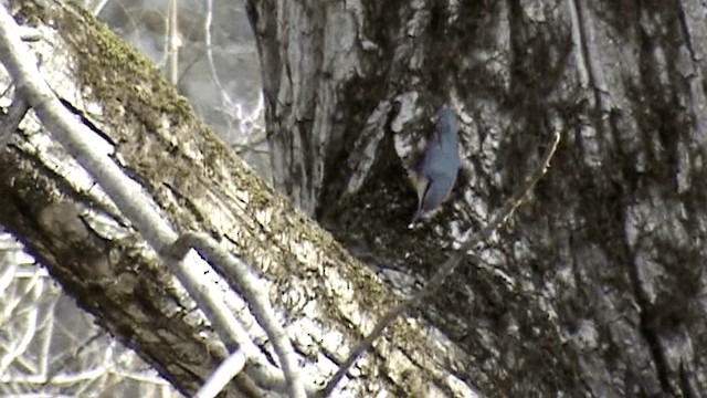 Eurasian Nuthatch (Western) - ML201075911