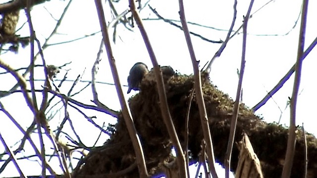 Eurasian Nuthatch (Western) - ML201075921