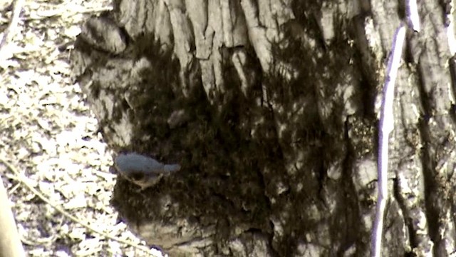 Eurasian Nuthatch (Western) - ML201075941