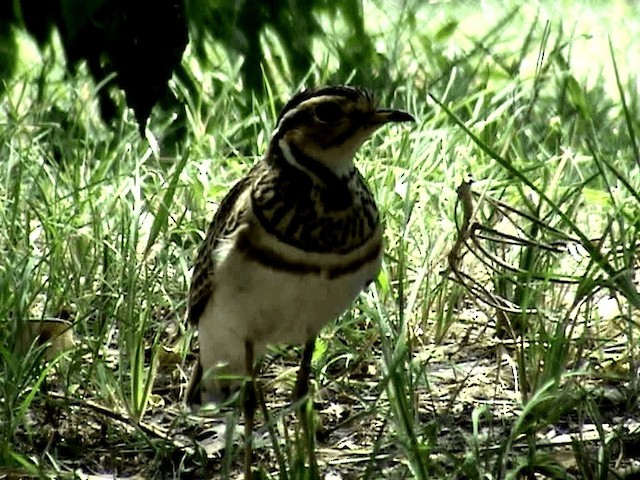 Three-banded Courser - ML201075961