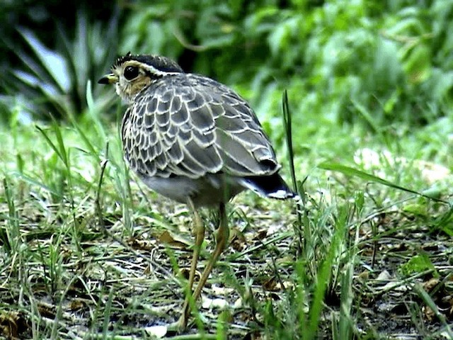 Three-banded Courser - ML201075971