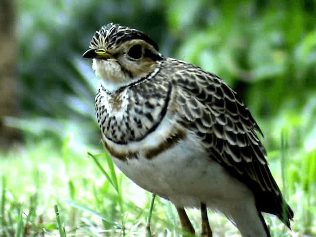 Three-banded Courser - ML201075981