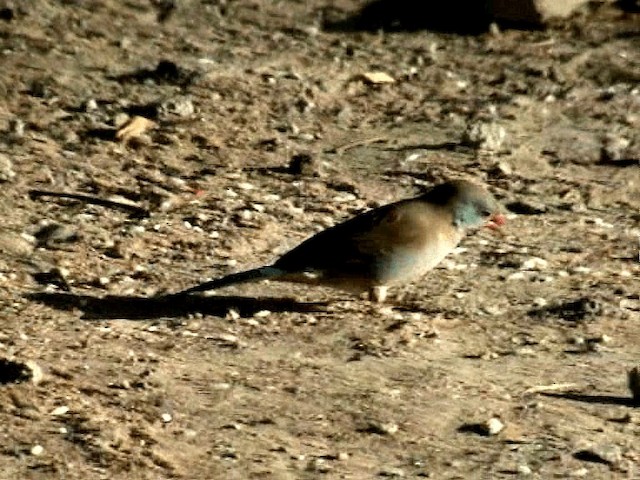 Blue-capped Cordonbleu - ML201075991