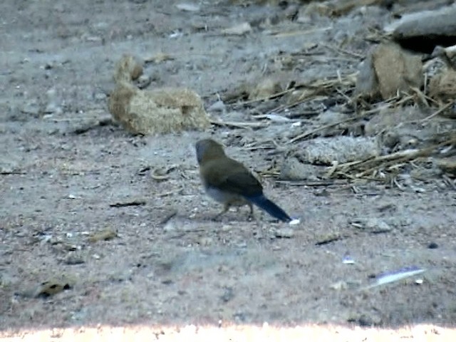 Blue-capped Cordonbleu - ML201076001