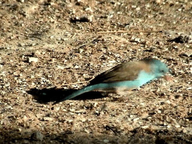 Blue-capped Cordonbleu - ML201076011