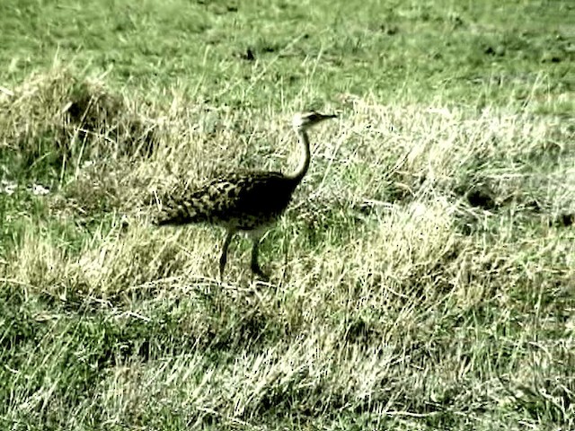 Black-bellied Bustard - ML201076051