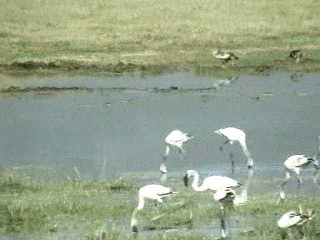 Lesser Flamingo - ML201076061